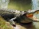 Crocodile Problems