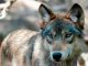 Gray Wolf